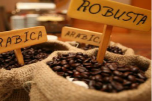 Giới thiệu các loại cà phê hạt
